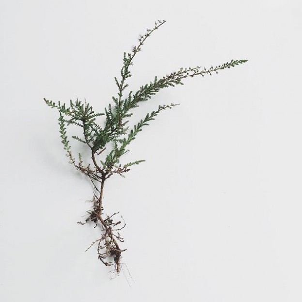 #straightdesign #nature #calluna #heatherflower #scandinavian #floralinspiration
