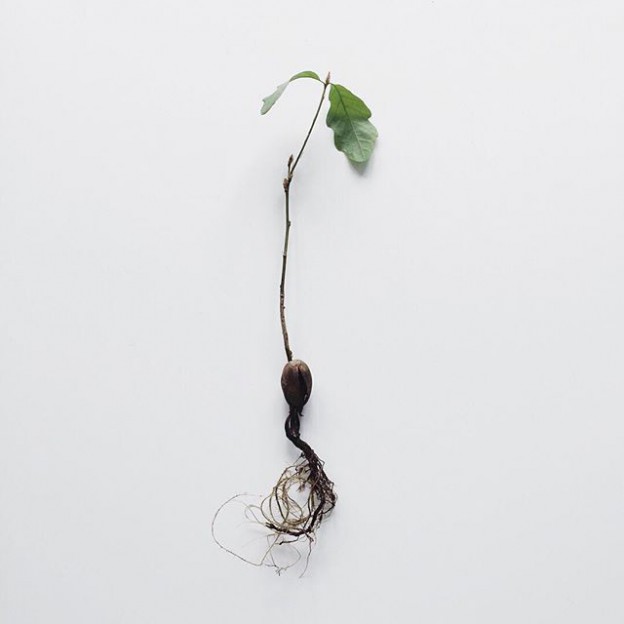 #newyear #acorn #new #grow #plant #oak #beginning